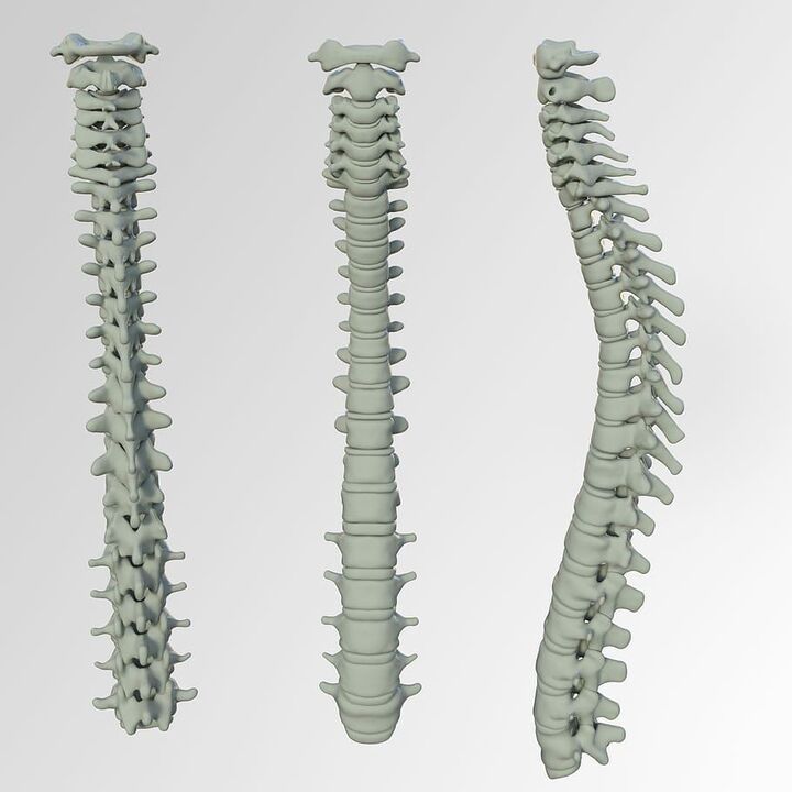 Esquema da columna vertebral